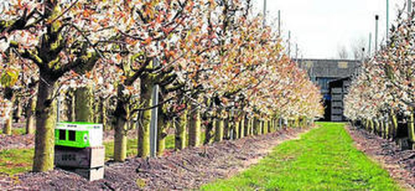 La provincia de Almería posee un gran potencial productor de cítricos, por lo que se verá beneficiada por la medida estadounidense.