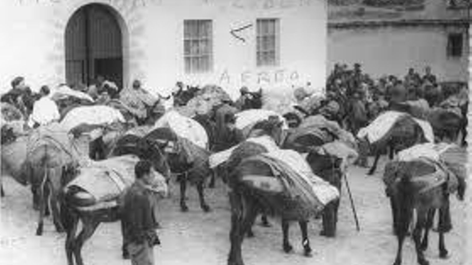 Mulas y burros preparados para iniciar el rescate de los fallecidos.
