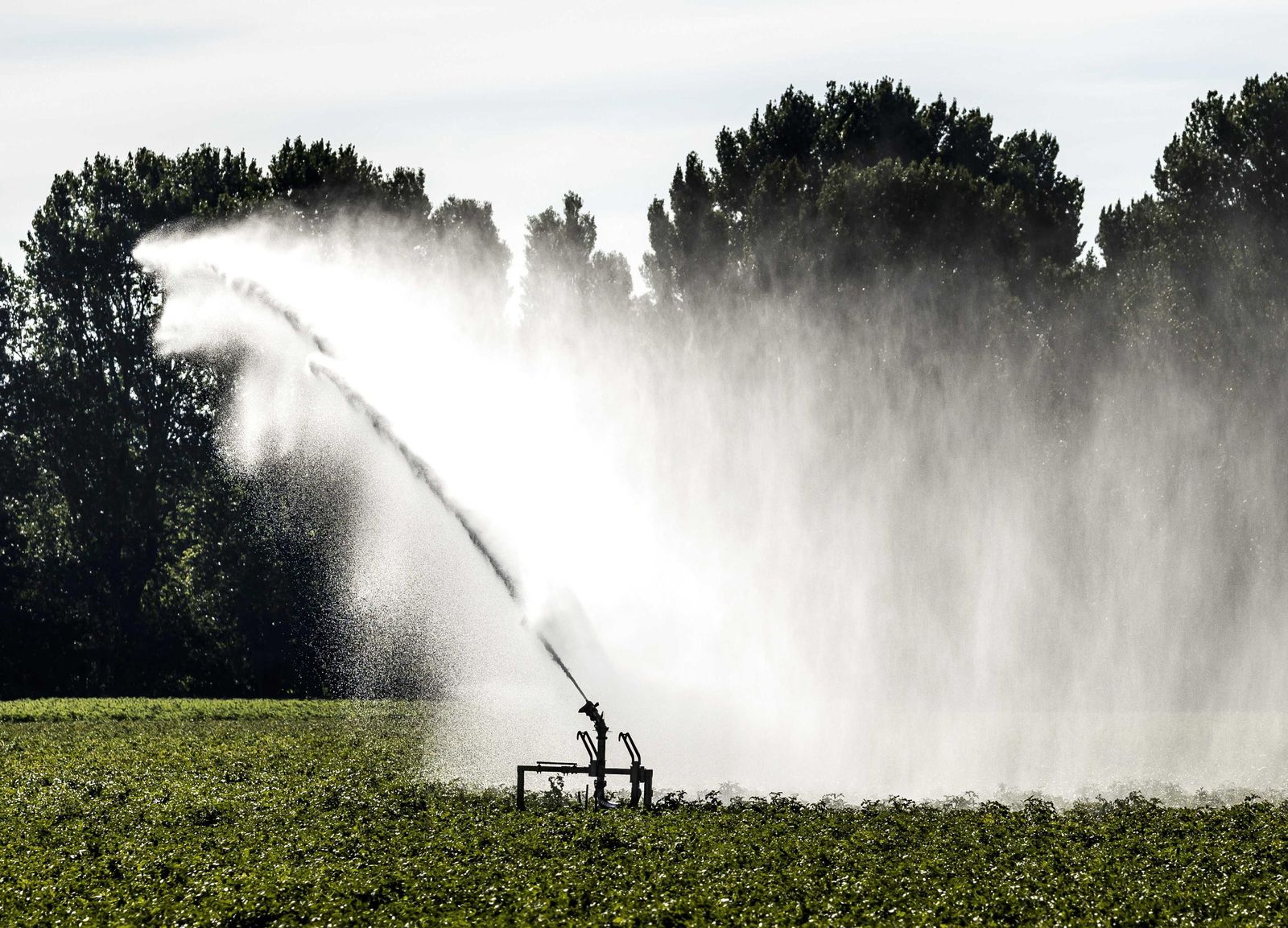Riego en una granja.