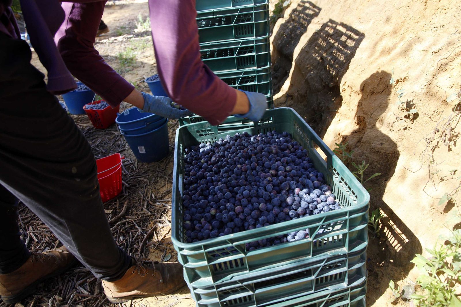 Arándanos recién recolectados en una finca de Huelva