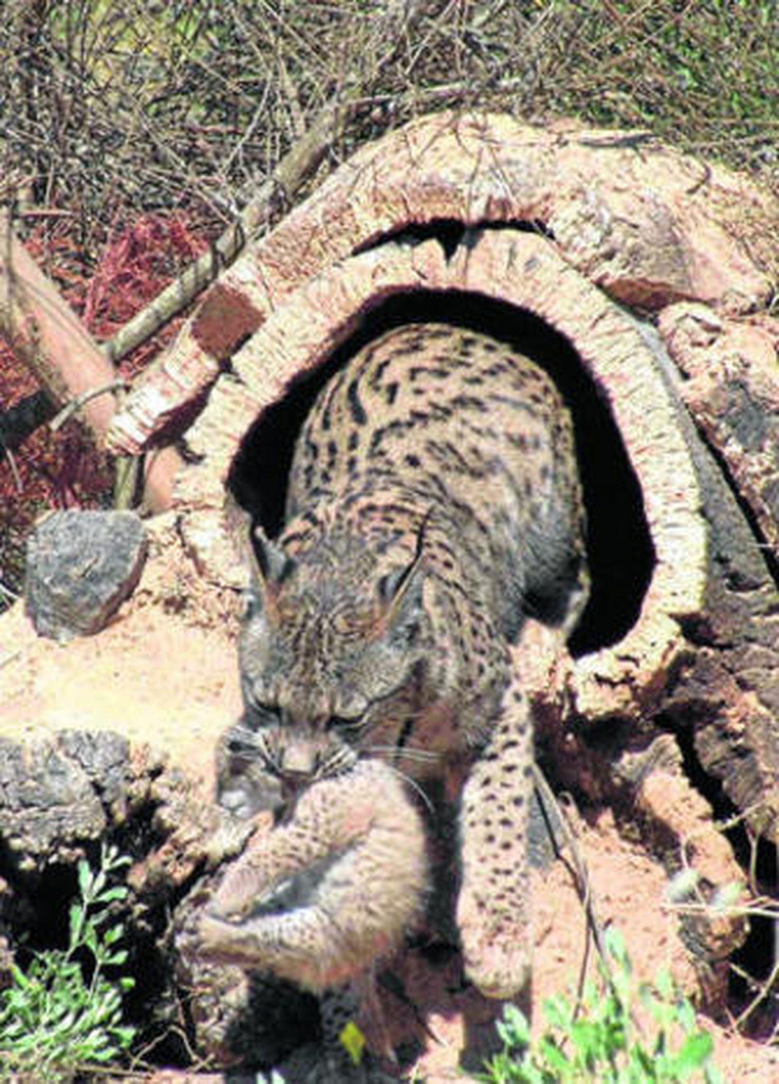 El felino ha tenido que superar en los últimos años dos graves enfermedades, una leucemia y otra renal.