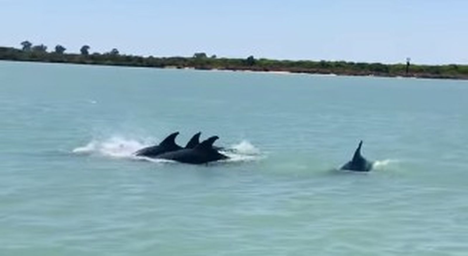Delfines en el río Guadalquivir, a su paso por Sanlúcar.