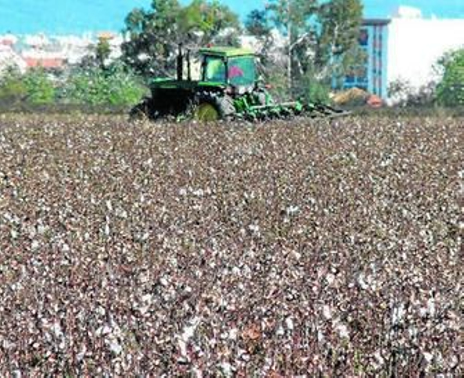 Un tractor circula por uno de los campos de algodón con los que cuenta la provincia.