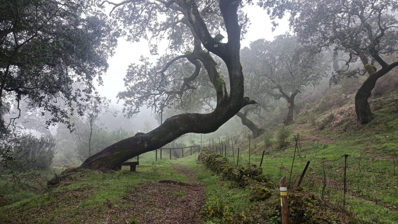 Las estacas blancas y amarillas del PR A-423 nos marcarán la ruta.