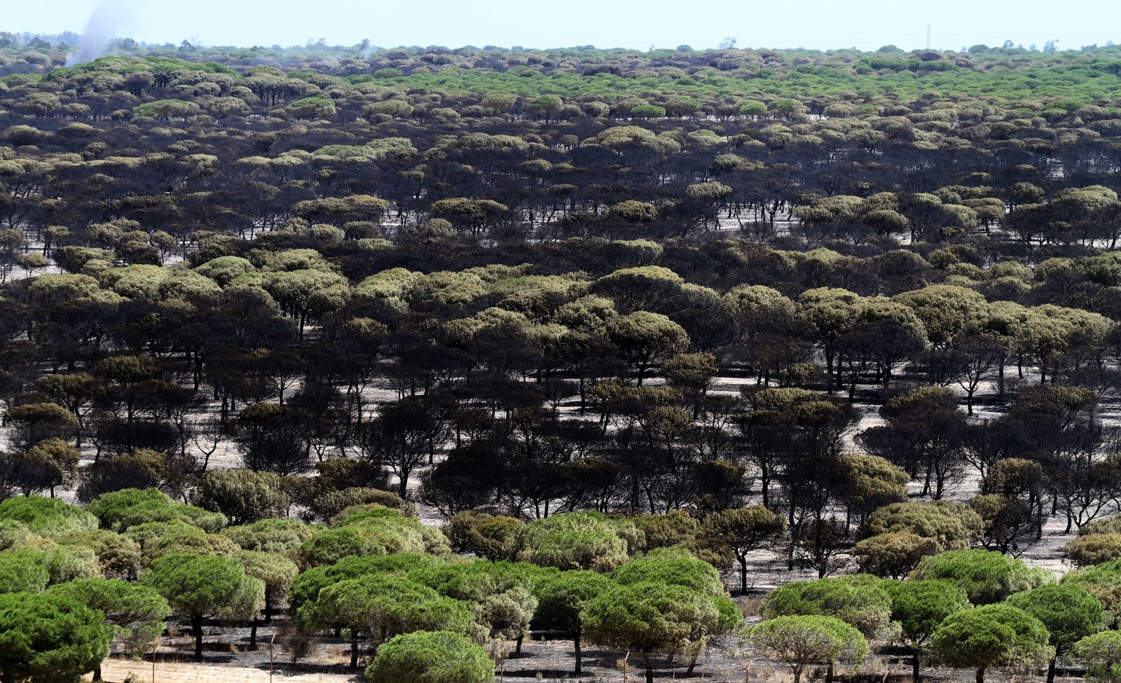 Imágenes de las consecuencias del incendio de Moguer