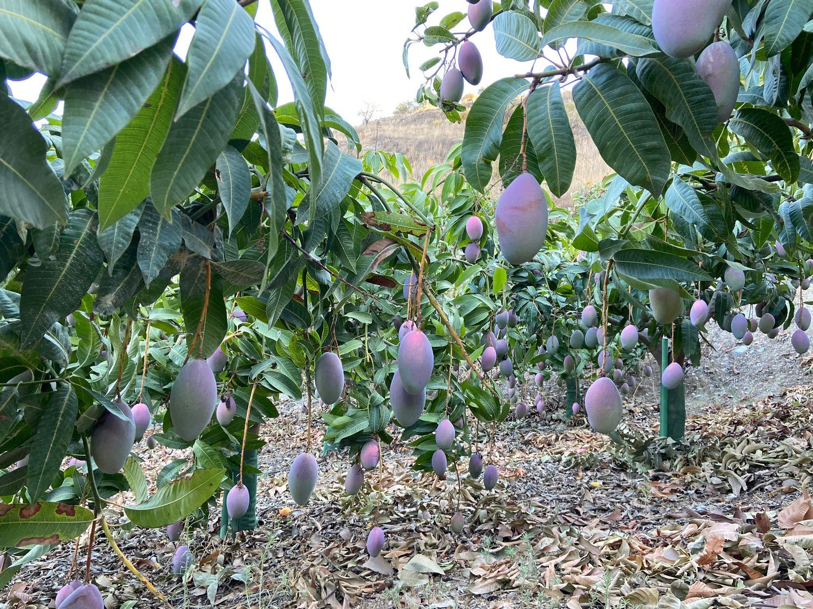 Un campo repleto de mangos