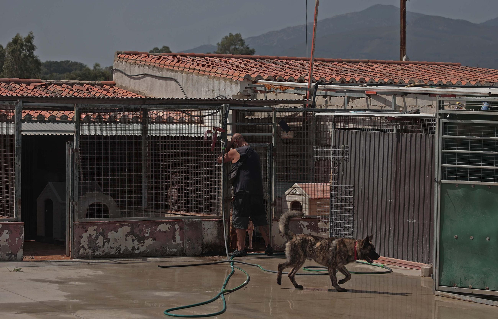 Imágenes de la protectora de animales del Campo de Gibraltar en Los Barrios