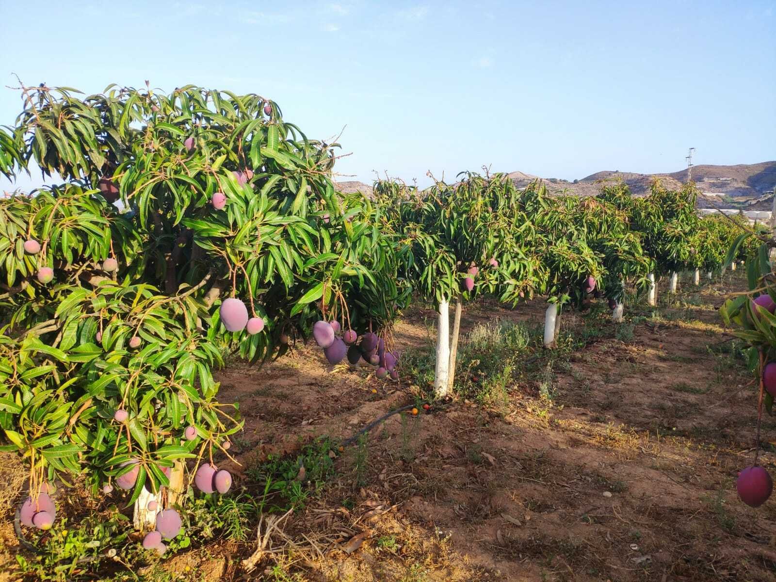 Fotos del cultivo de mangos en La Nacla-Puntalón