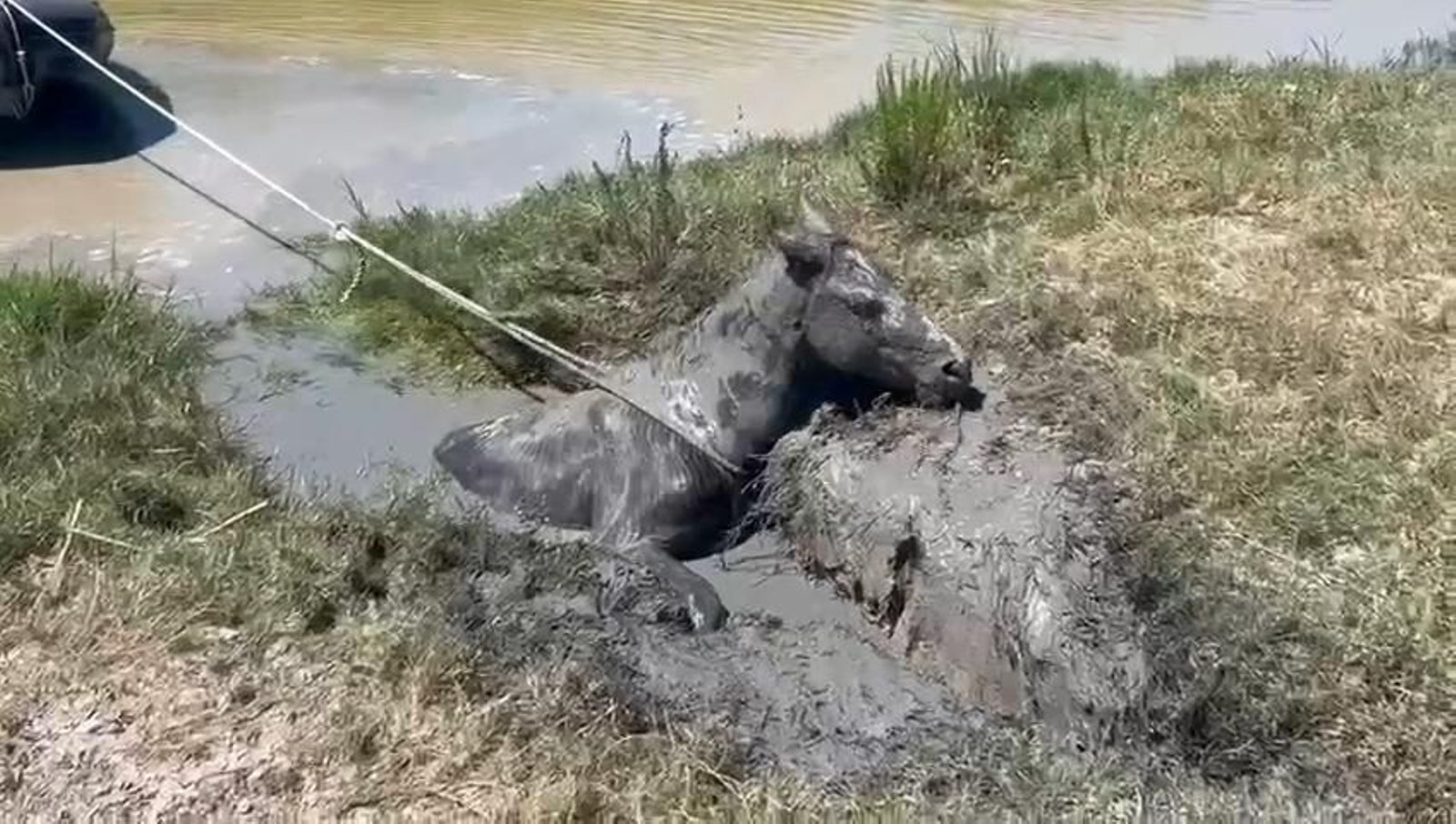 Vídeo del rescate de un caballo atrapado en el lodo en Doñana. Vídeo del rescate de un caballo atrapado en el lodo en Doñana.