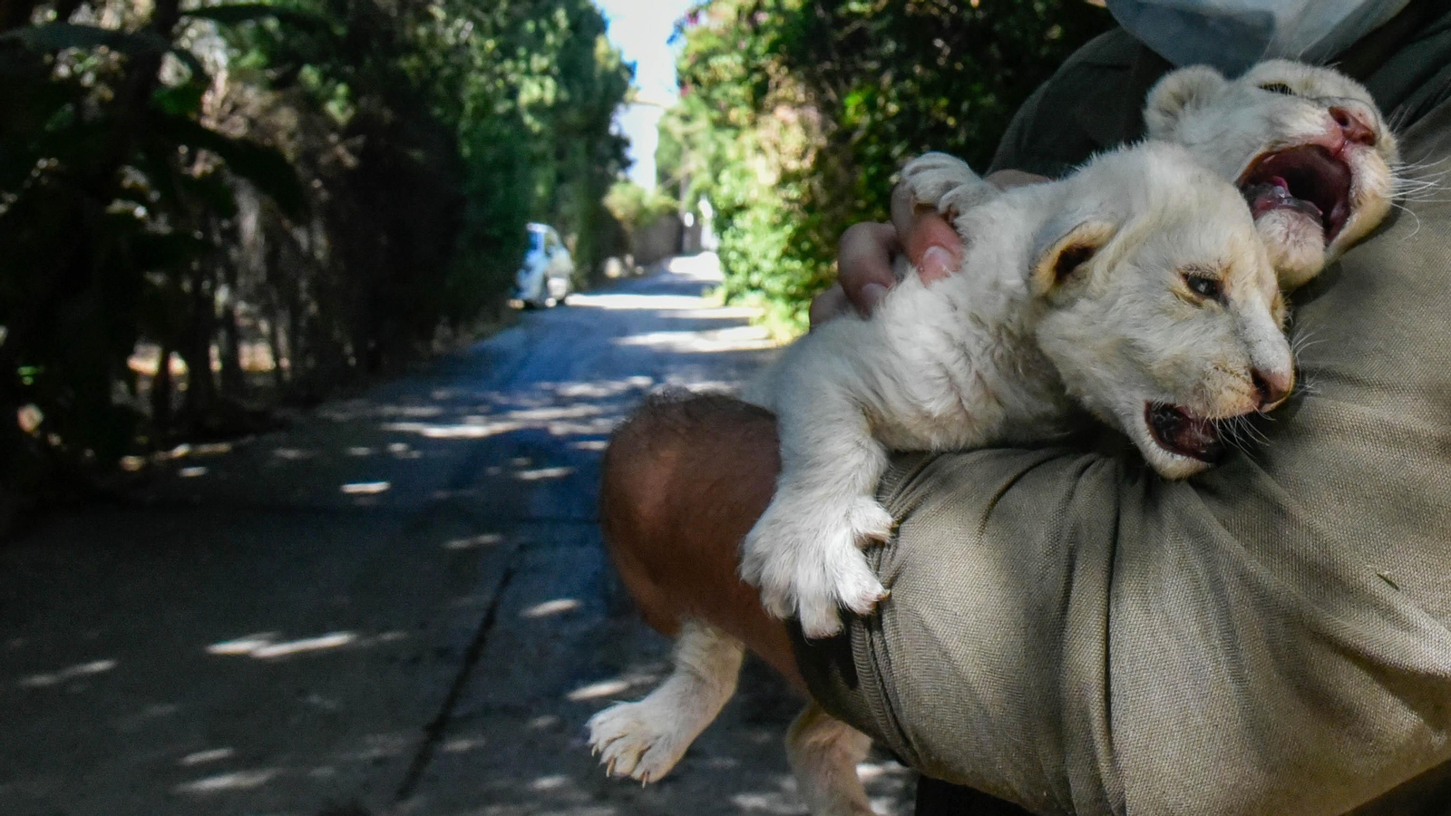 Las fotos de los chachorros de leones blancos de Jimena