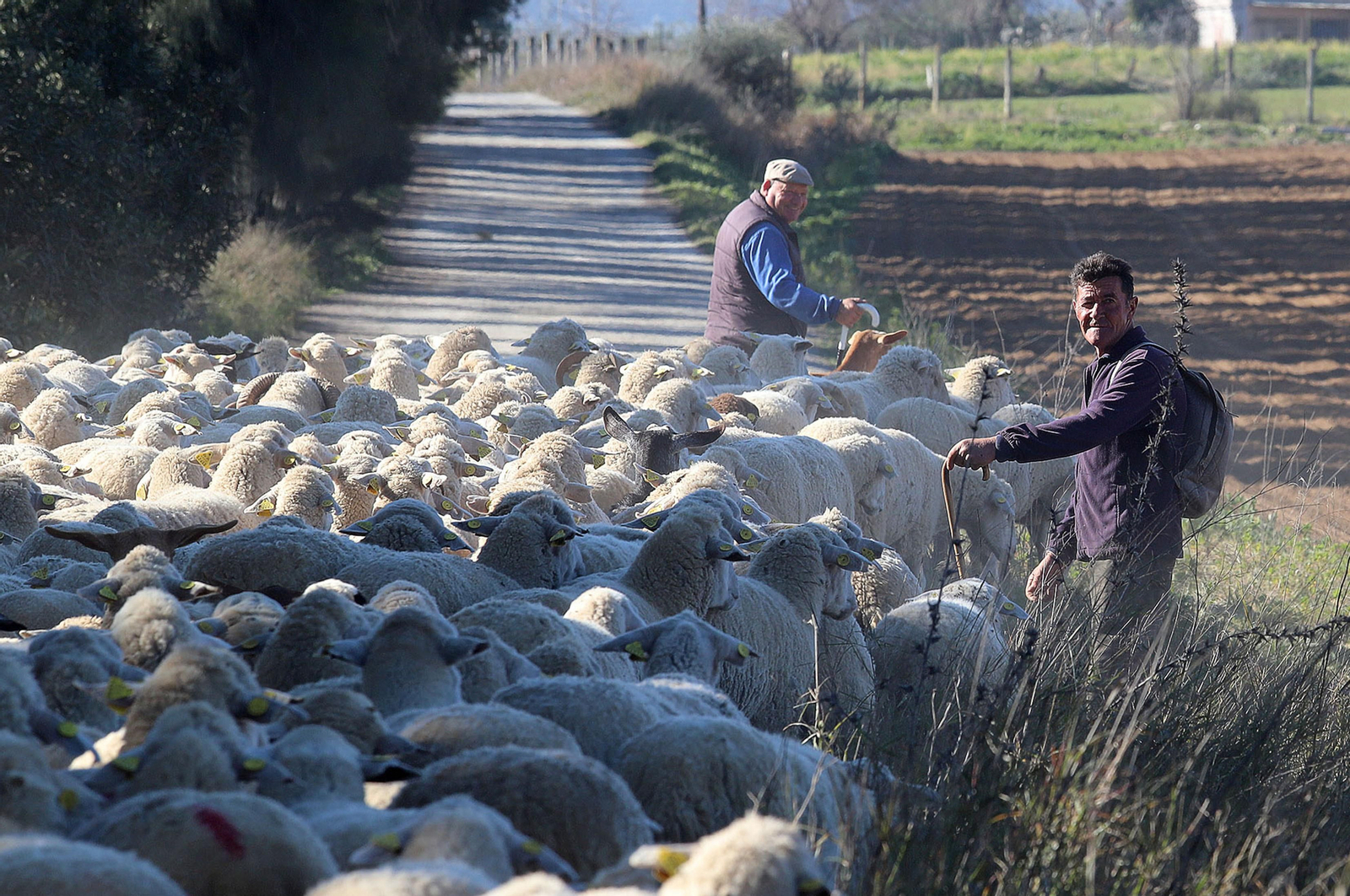 Imágenes del pastoreo de ovejas en Almonte