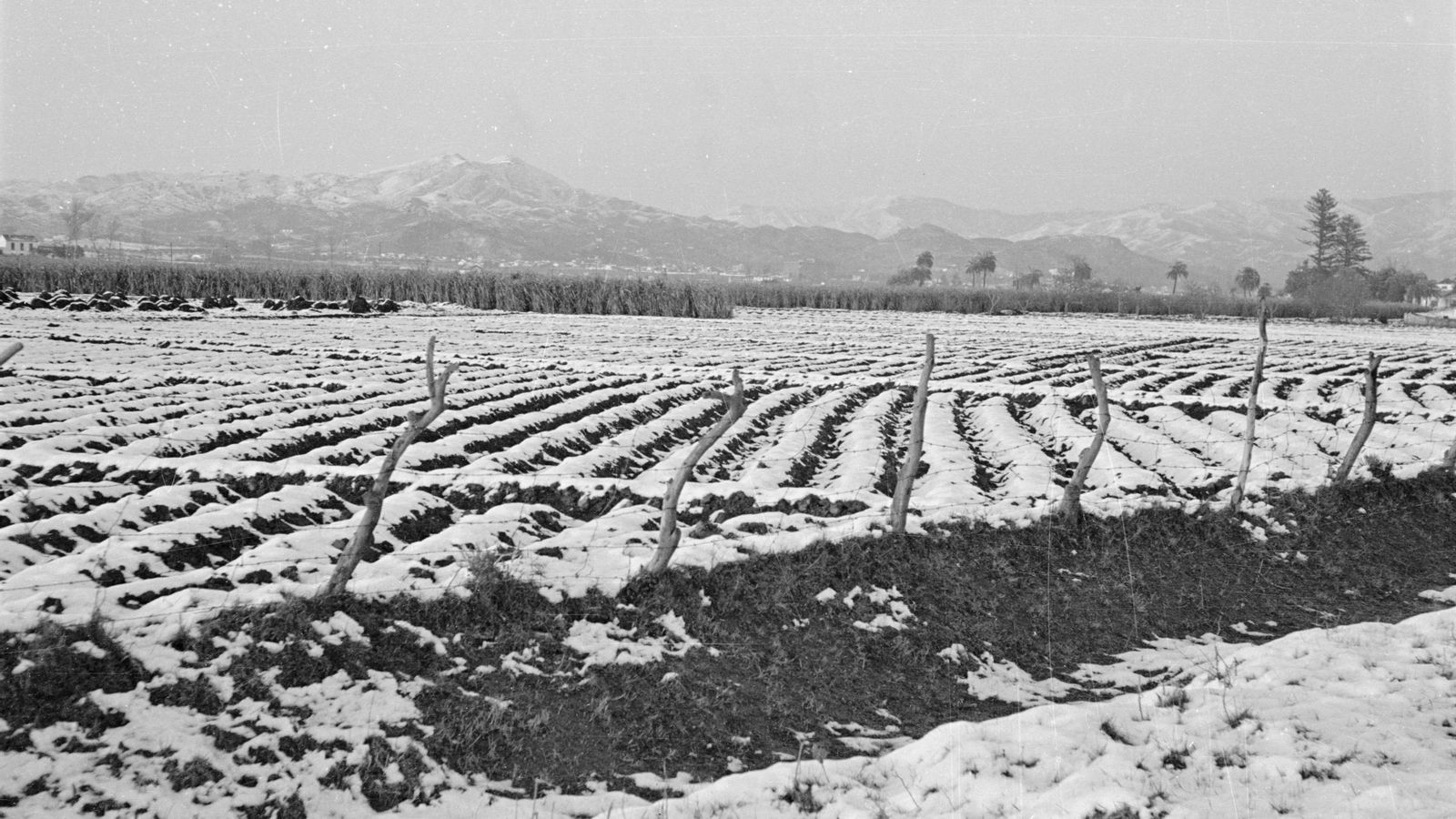 Carretera de Cádiz en la nevada de 1954.