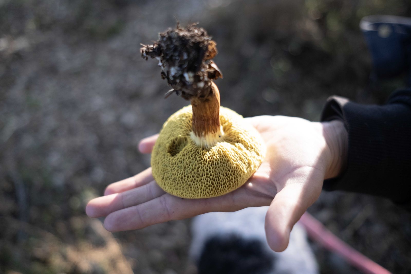 Jornadas micológicas de Cortes de la Frontera, en fotos