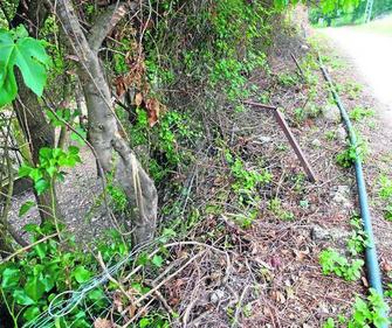 Así quedó el seto tras su desbroce por el Ayuntamiento de Grazalema.