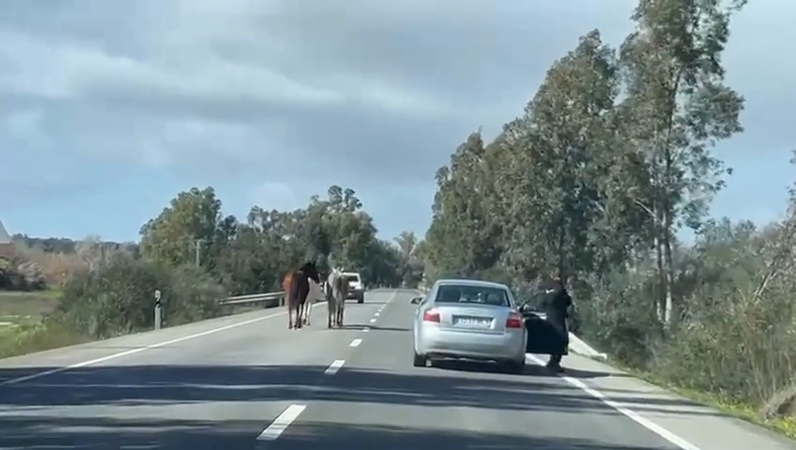 Tres caballos sueltos en la N-434