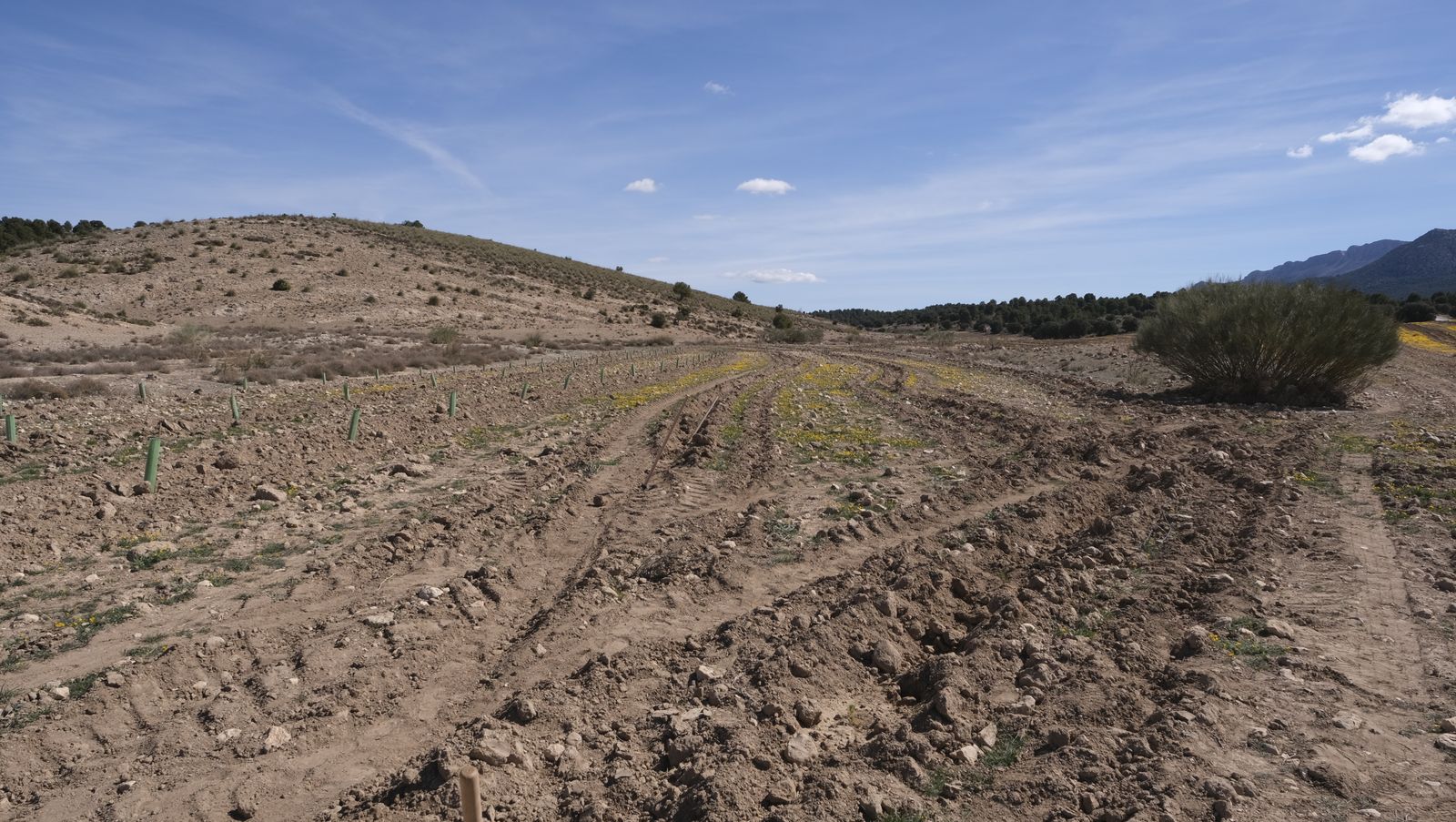 Cajamar pone 'la primera planta' para la reforestación de Sierra María-Los Vélez