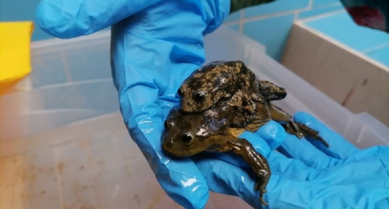Rescatan a 49 ranas gigantes que iban a ser usadas en brebajes en Perú