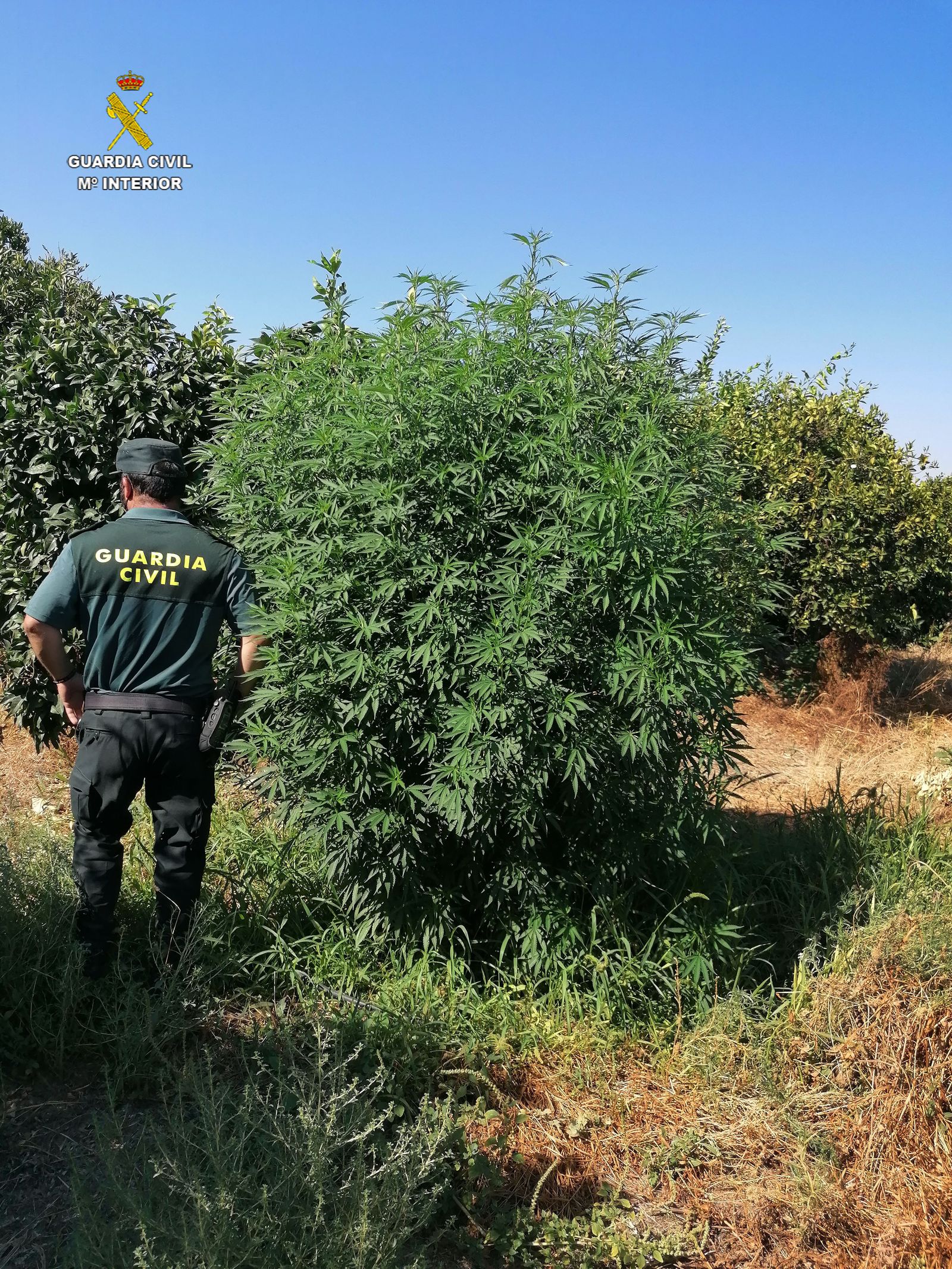 Detienen a un hombre que usurpó una finca para plantar marihuana en Cantillana