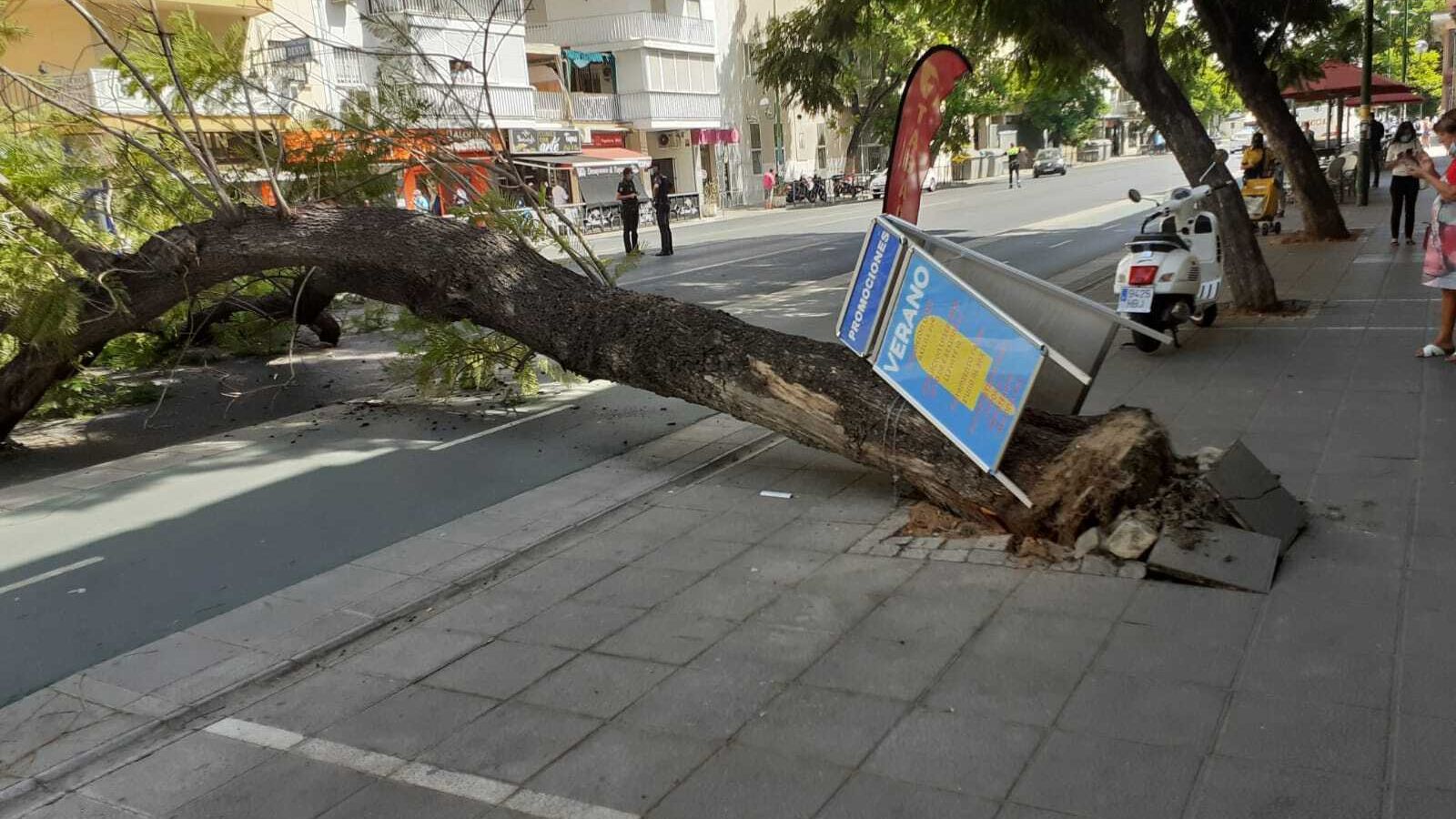 Primer plano del tronco del árbol caído de cuajo de la acera. Tenía un cartel de un comercio encadenado.