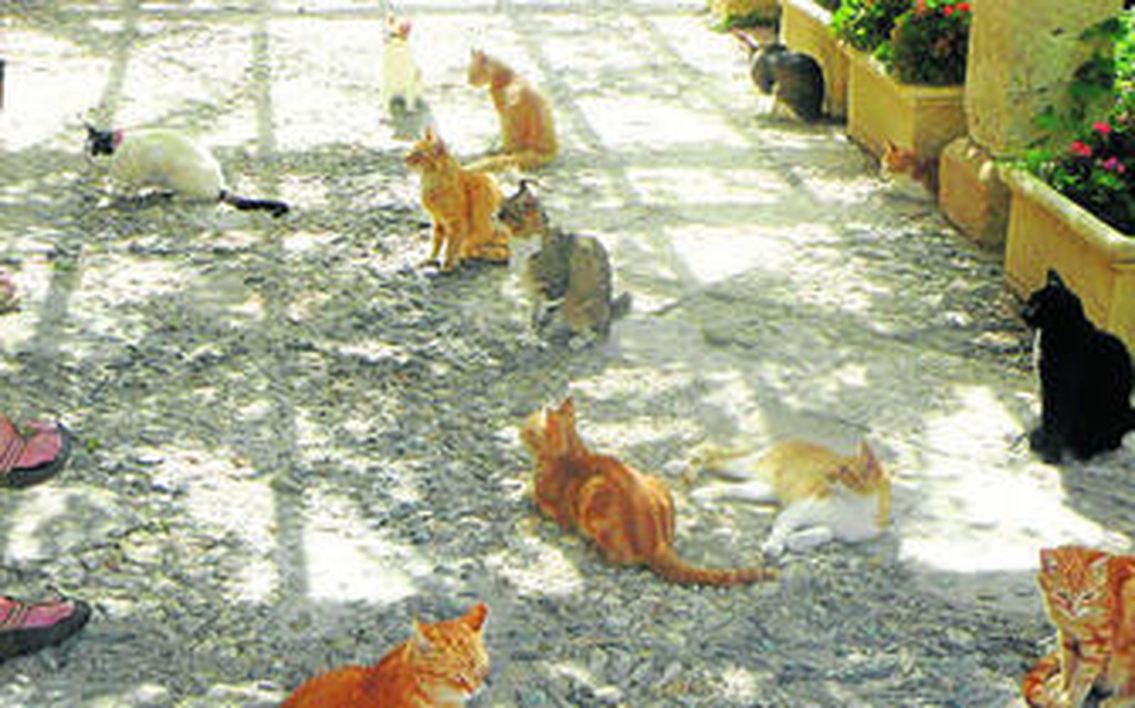 Hay más de una treintena de gatos dentro de las murallas de La Alcazaba.