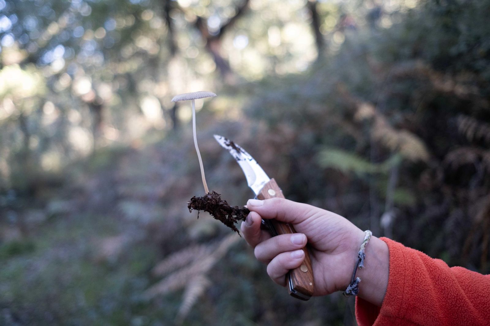 Jornadas micológicas de Cortes de la Frontera, en fotos