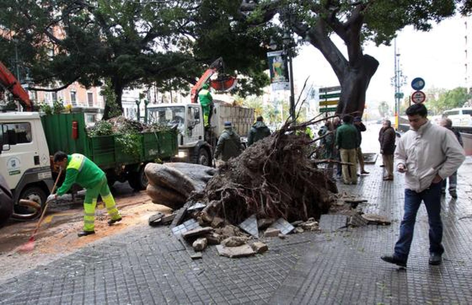Operarios limpian la calle tras desplomarse un ficus de 13 toneladas en el centro de Málaga.

Foto: Migue Fernández, Sergio Camacho, Agencias