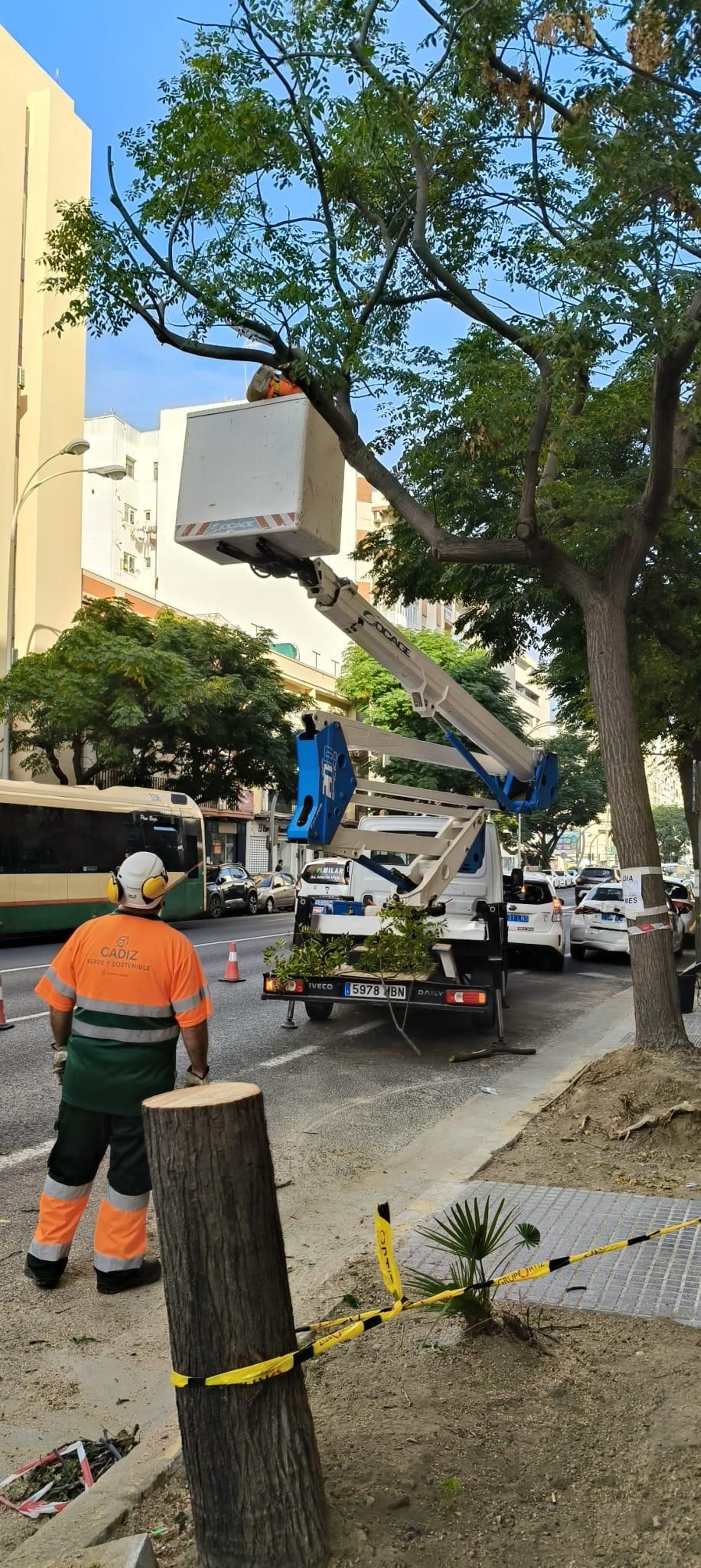 Labores de tala en la avenida Cayetano del Toro.