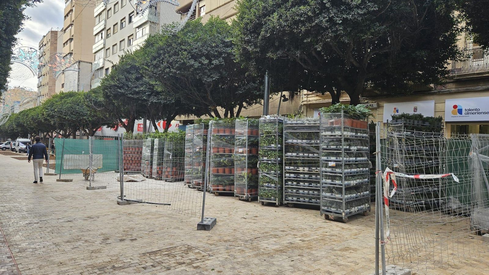 Plantas en El Paseo de Almería.