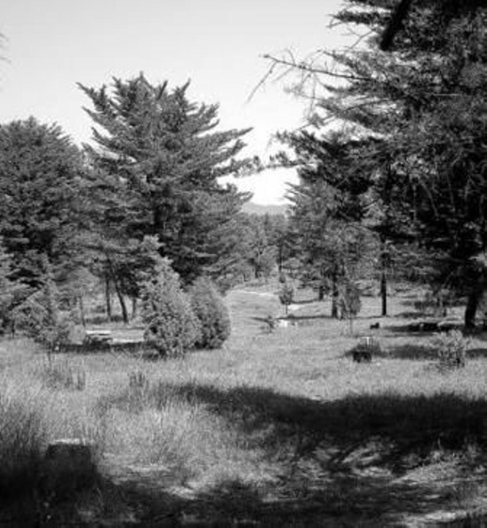 La zona del parque Los Cipreses donde se cometió la agresión.