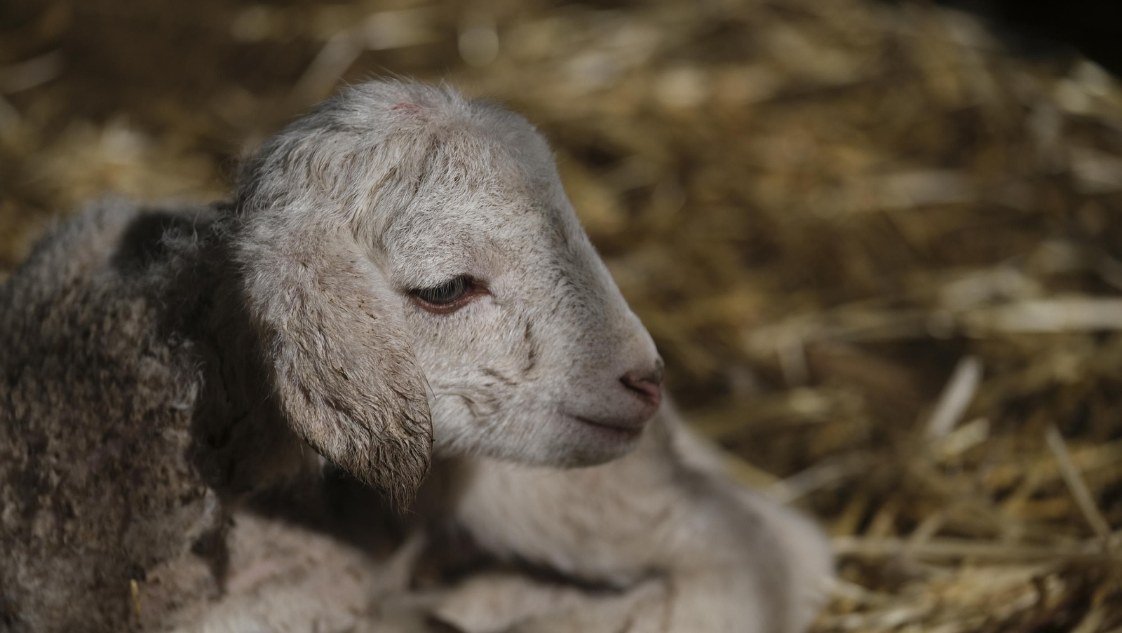 Fotogalería de la ganadería tradicional de Vélez Rubio, las imágenes más tiernas de los corderos recién nacidos