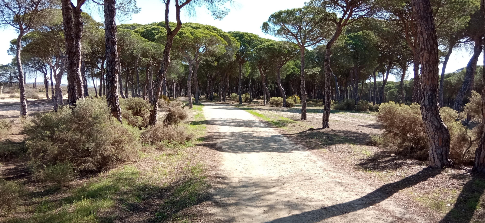 Las imágenes de la ruta de las salinas del Astur y los pinares de Punta Umbría