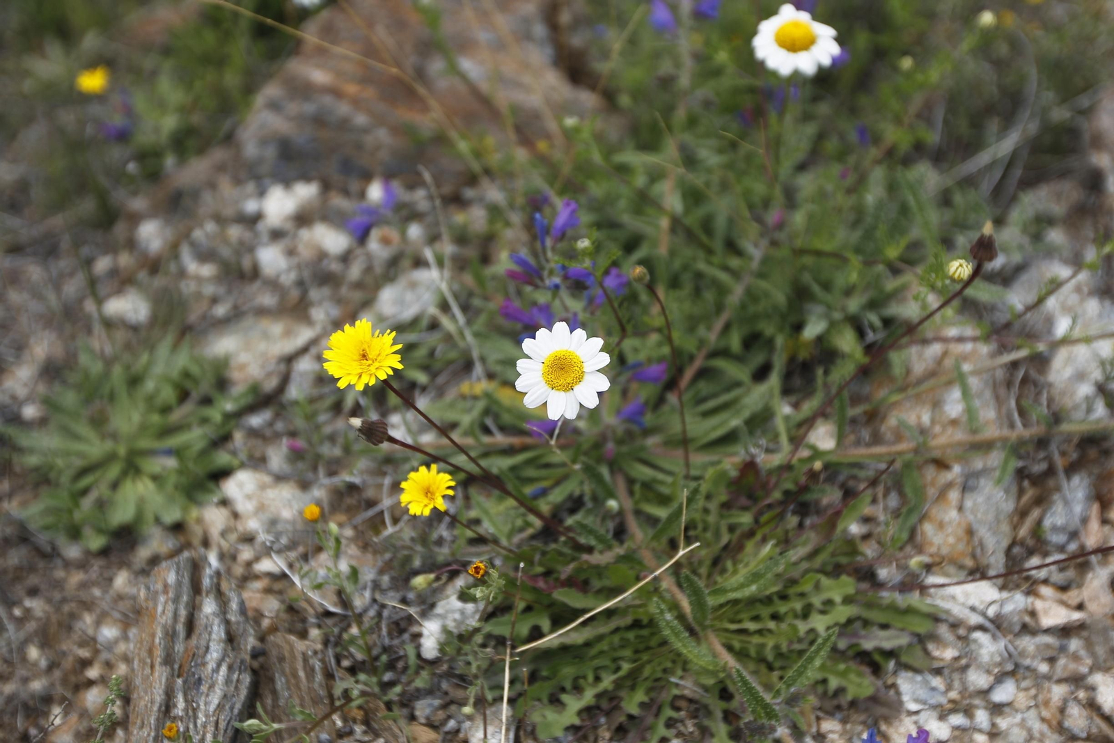 Naturaleza desconfinada. La Roza (Abrucena)