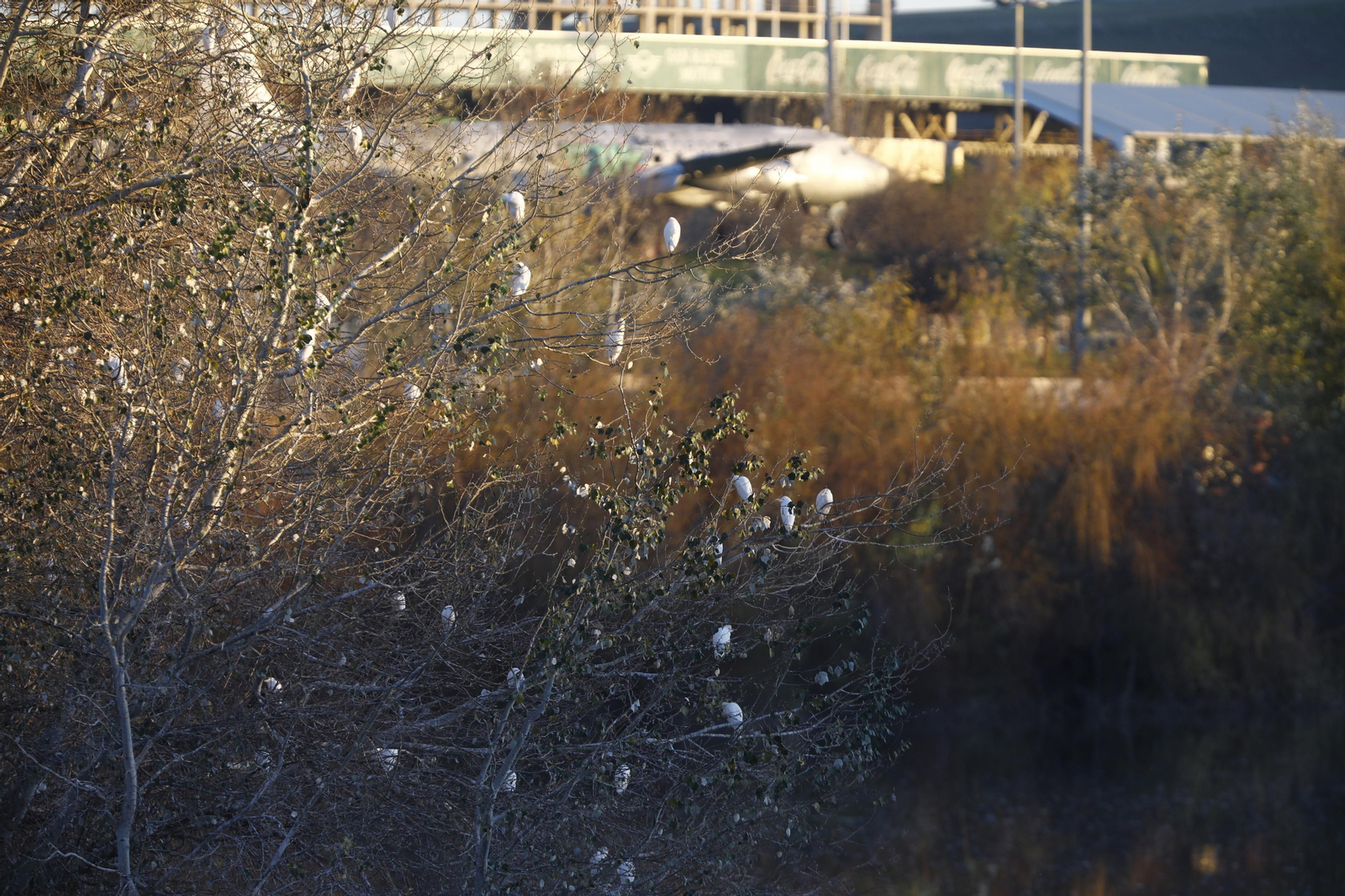 Las aves que habitan en Los Sotos de la Albolafia de Córdoba, en fotografías
