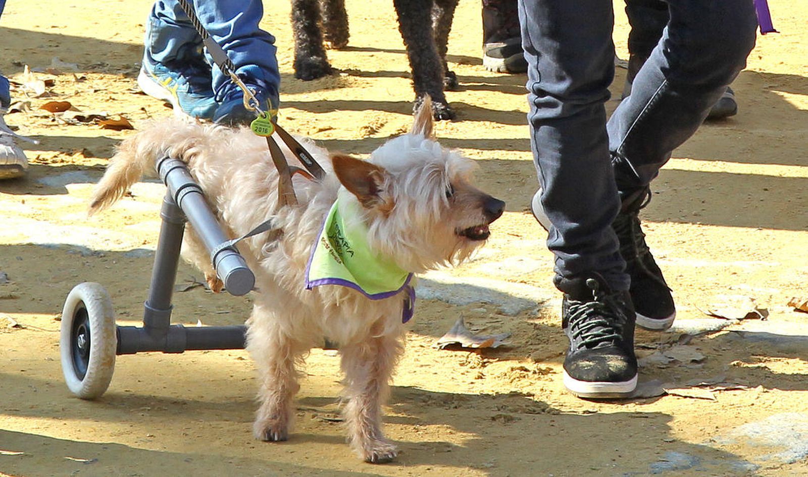 Las imágenes de San Antón