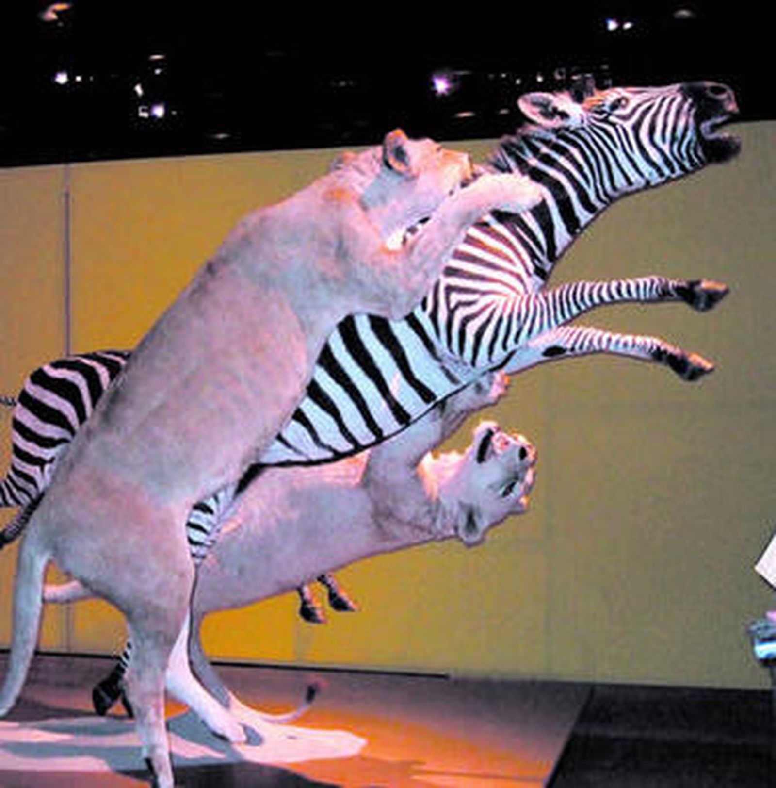 La taxidermia, a museo