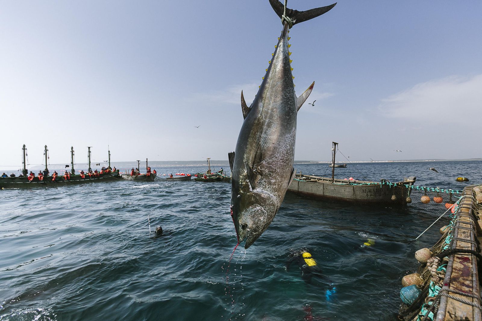La primera ‘levantá’ de este año en la almadraba  barbateña.