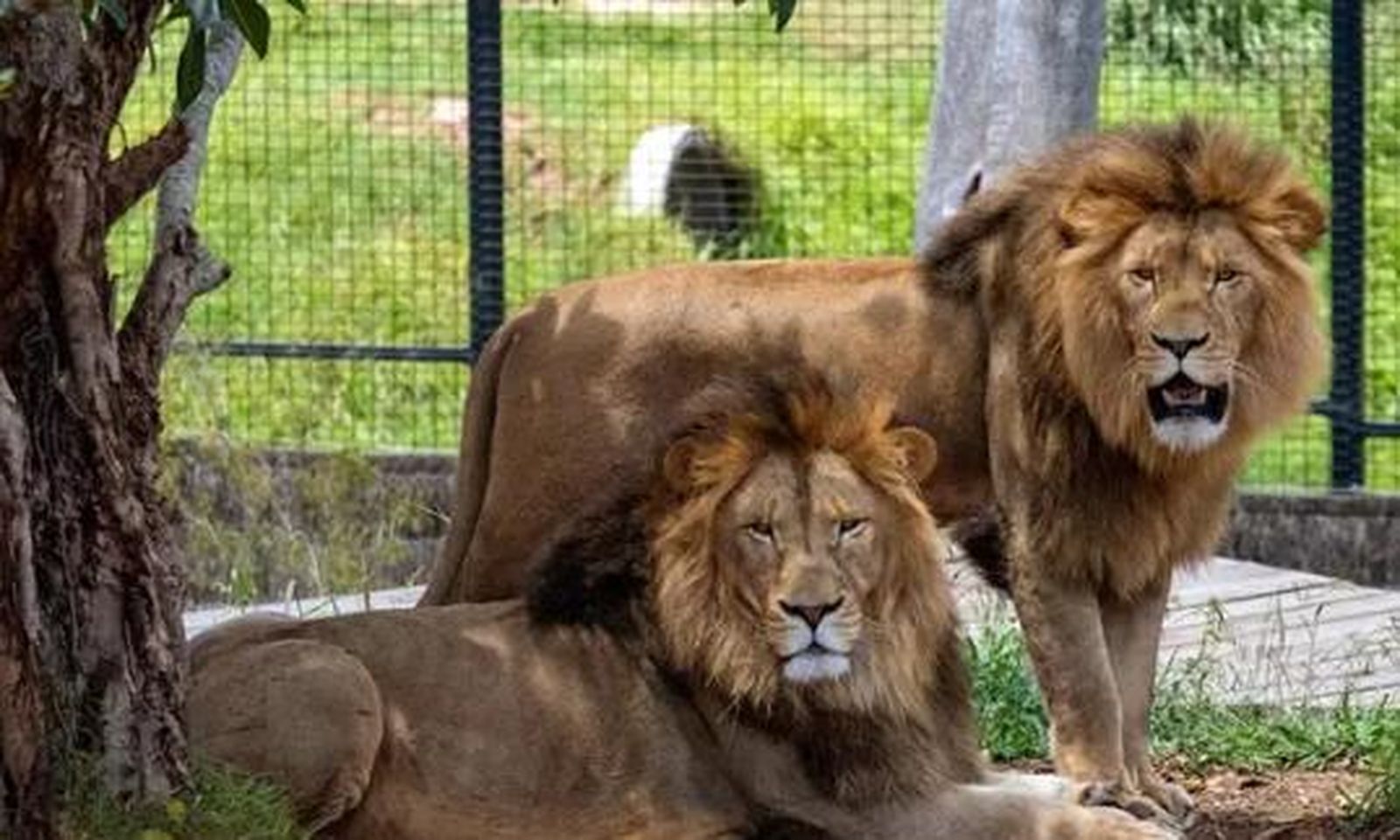 Dos leones en su jaula