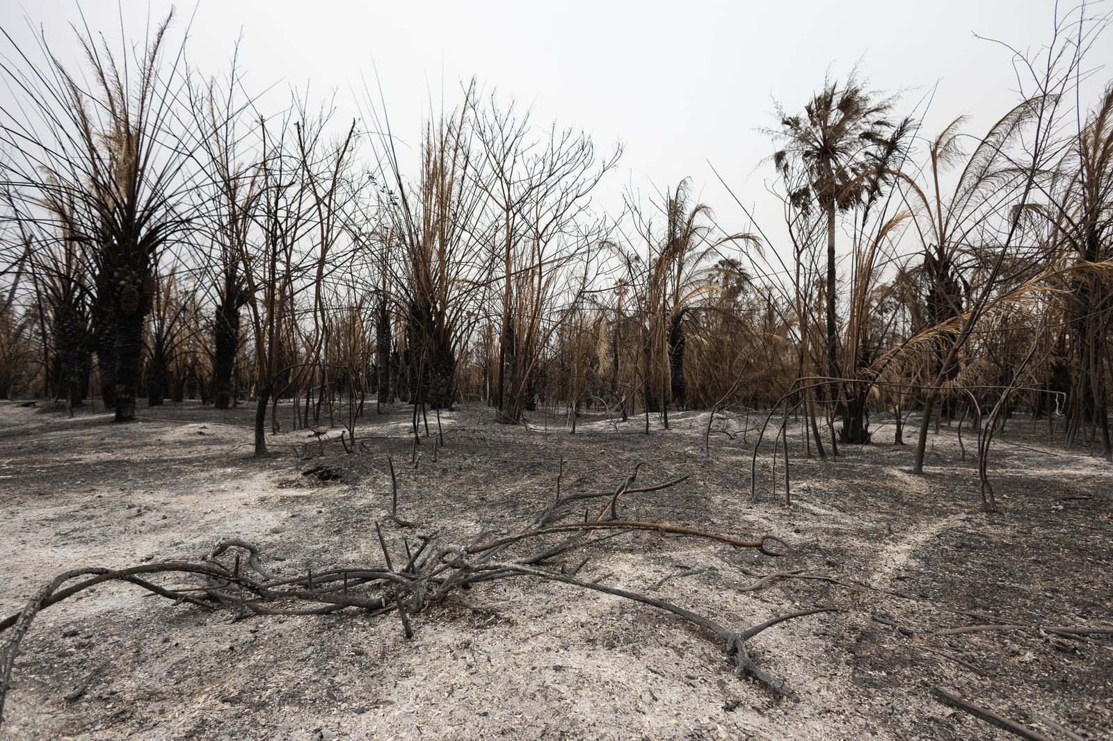 Las llamas convierten en una tumba al aire libre El Pantanal en Brasil