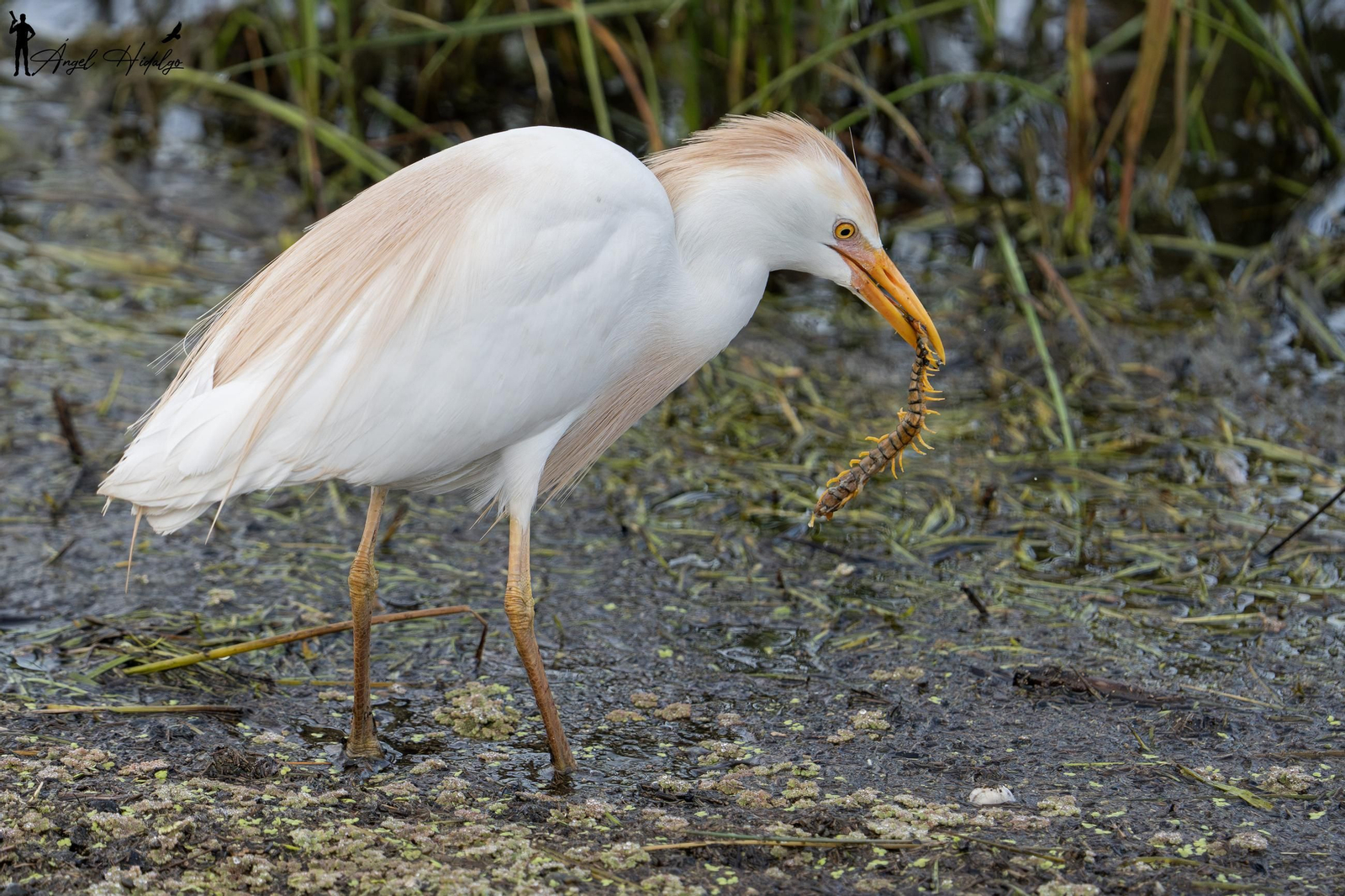 Ángel Hidalgo, el fotógrafo que inmortalizó al lince blanco Satureja: