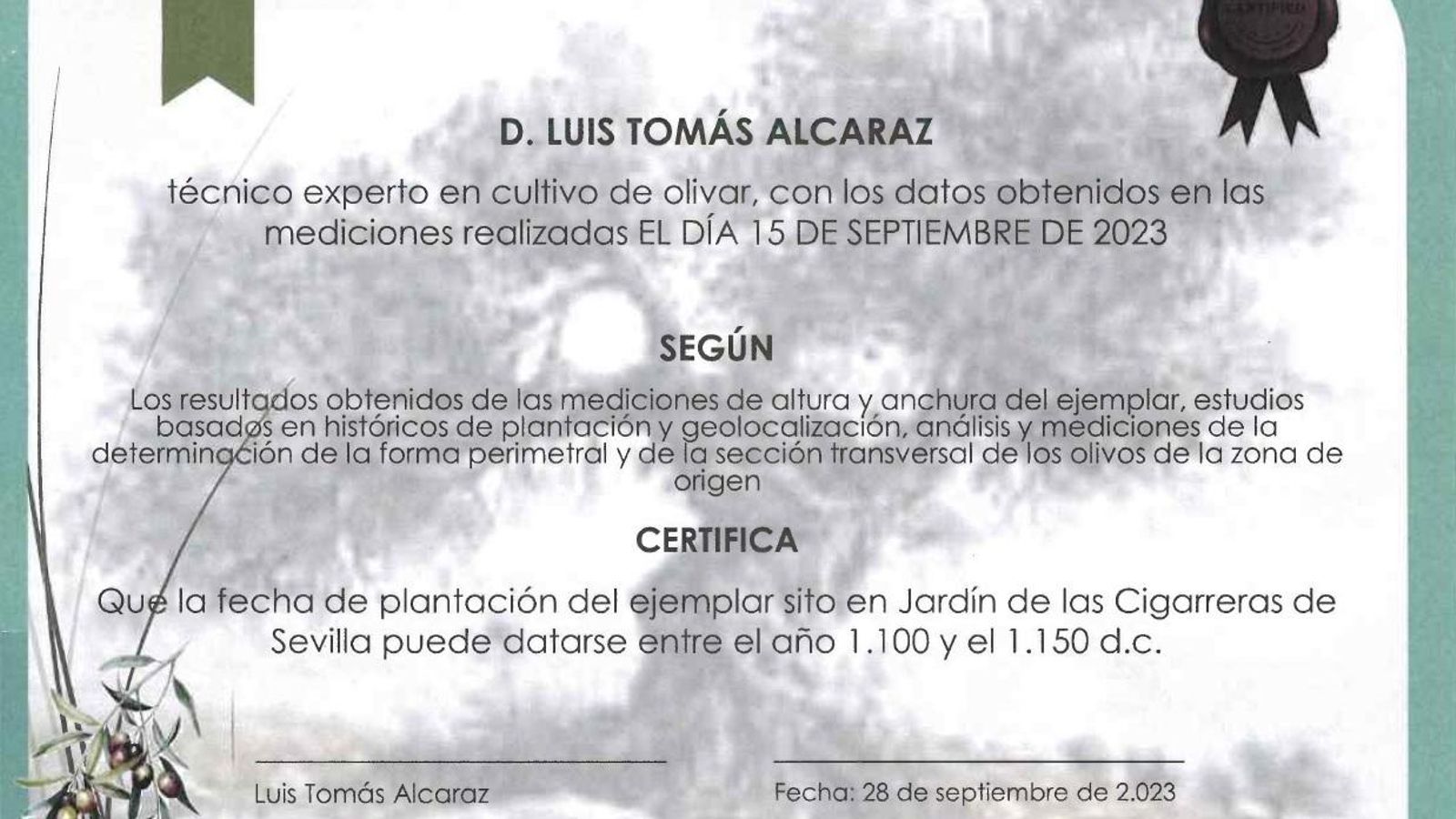 Certificado del olivo centenario.