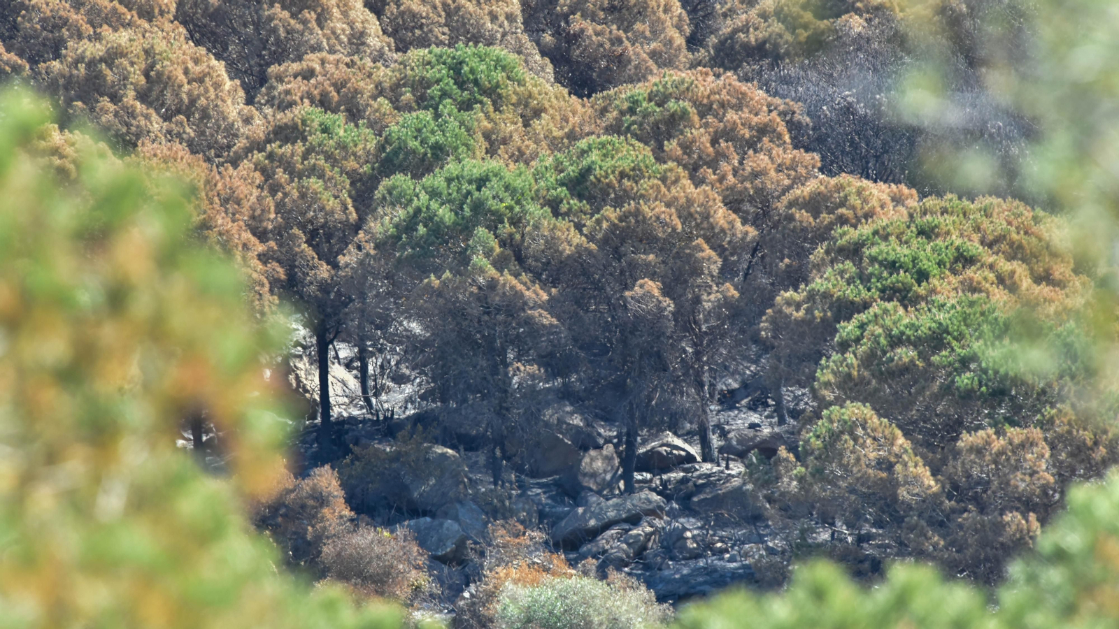 Fotos de la zona de Betijuelos incendiada