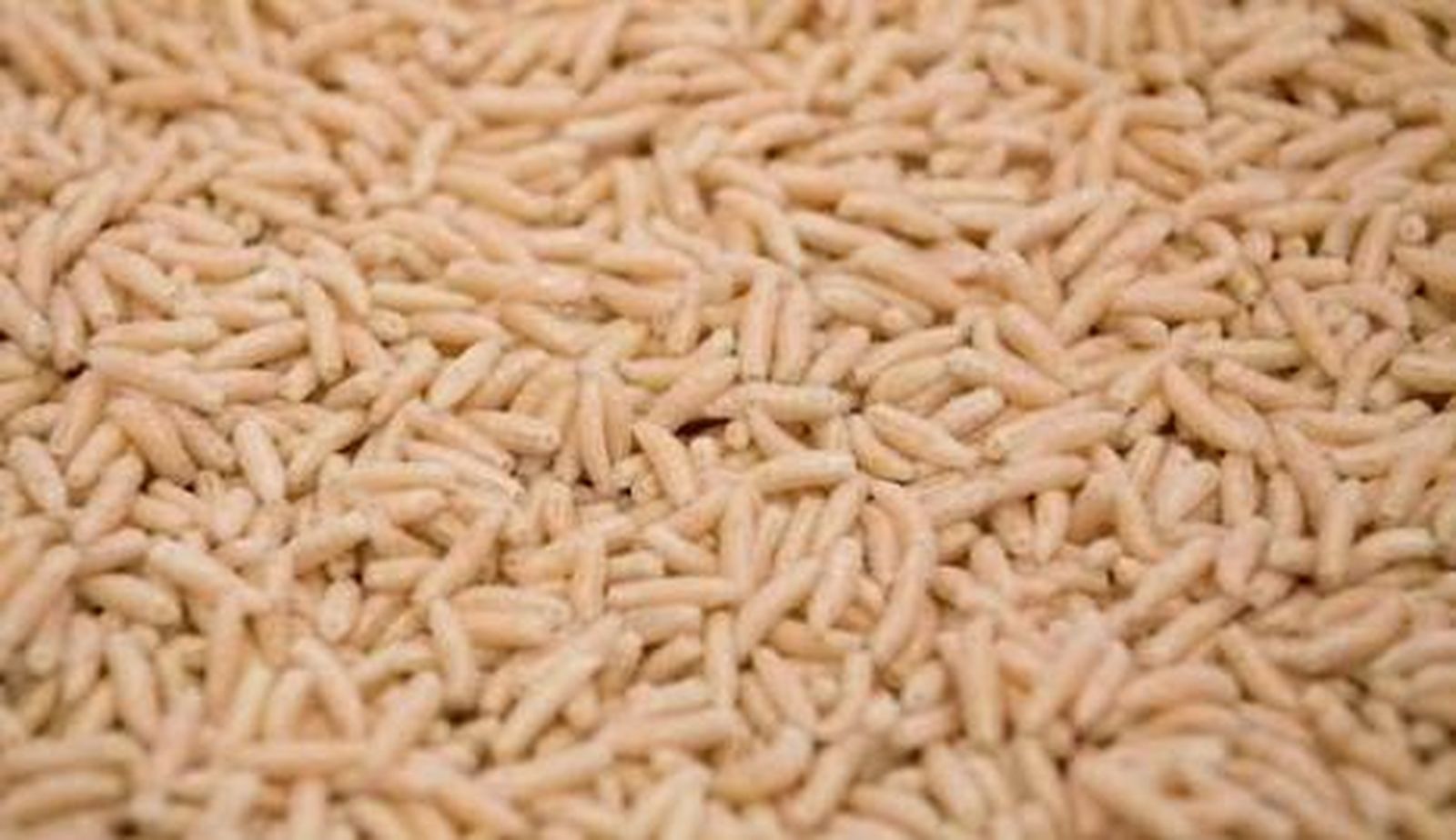 Detectan larvas de gusano en cinco comedores escolares de La Rioja