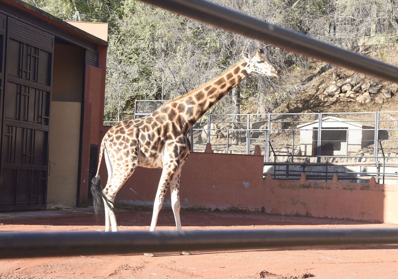 Jirafa del Zoológico de Córdoba.