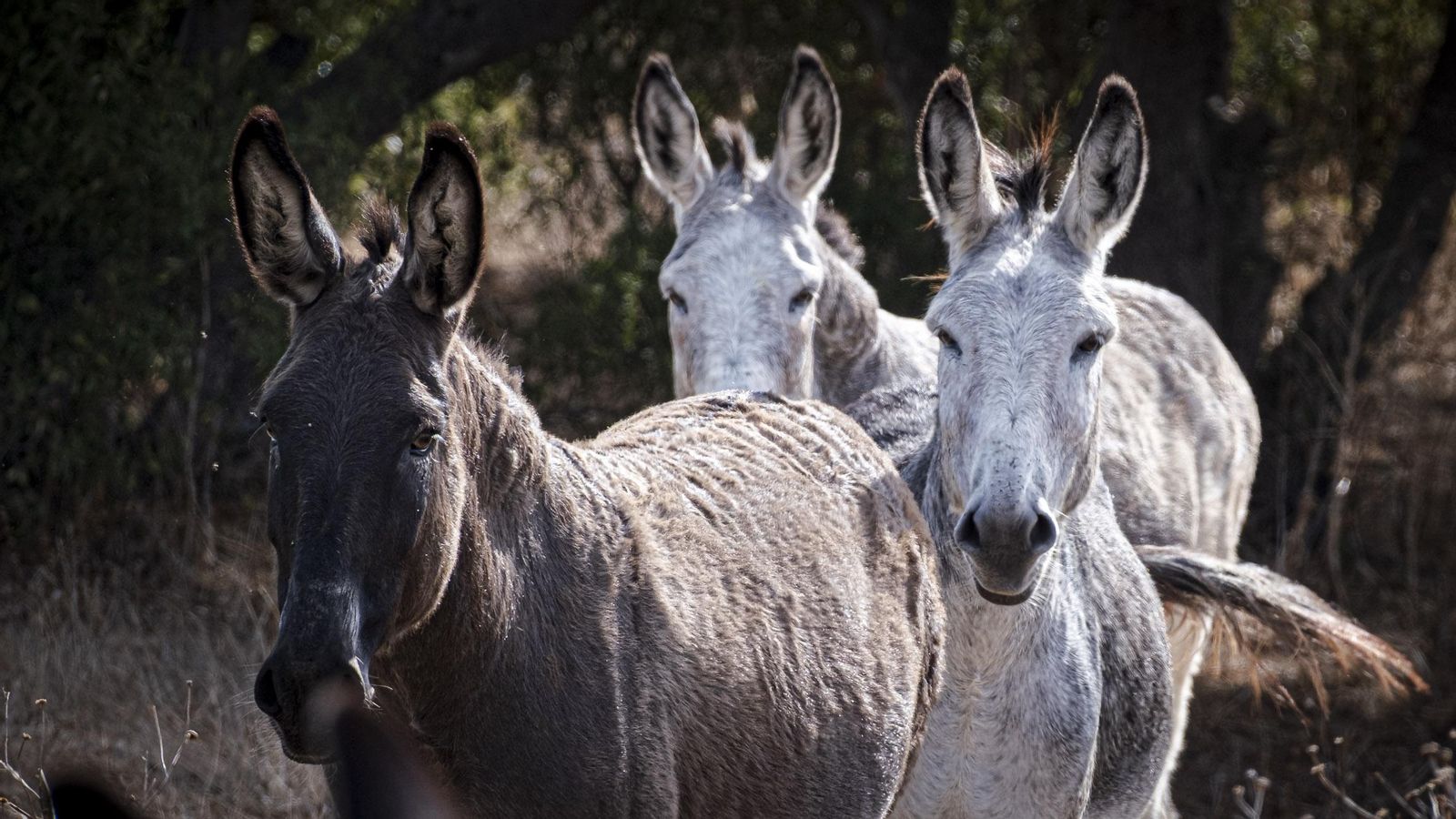 Varios de los burros que cuida Juanino con ternura.