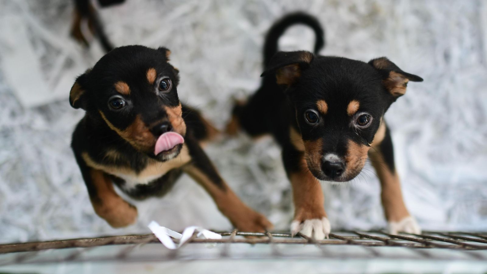 Unos cachorros esperan a ser adoptados en Sadeco.