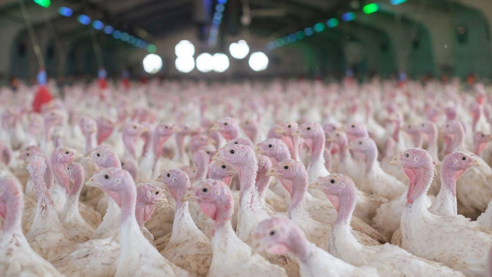 Una granja avícola de pavos