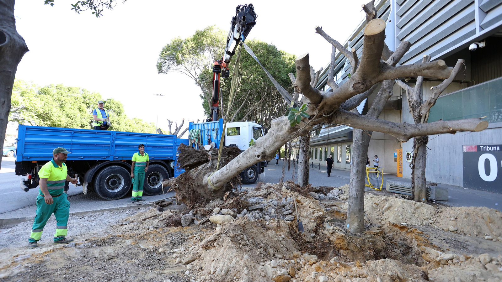Traslado de los árboles de Chapín