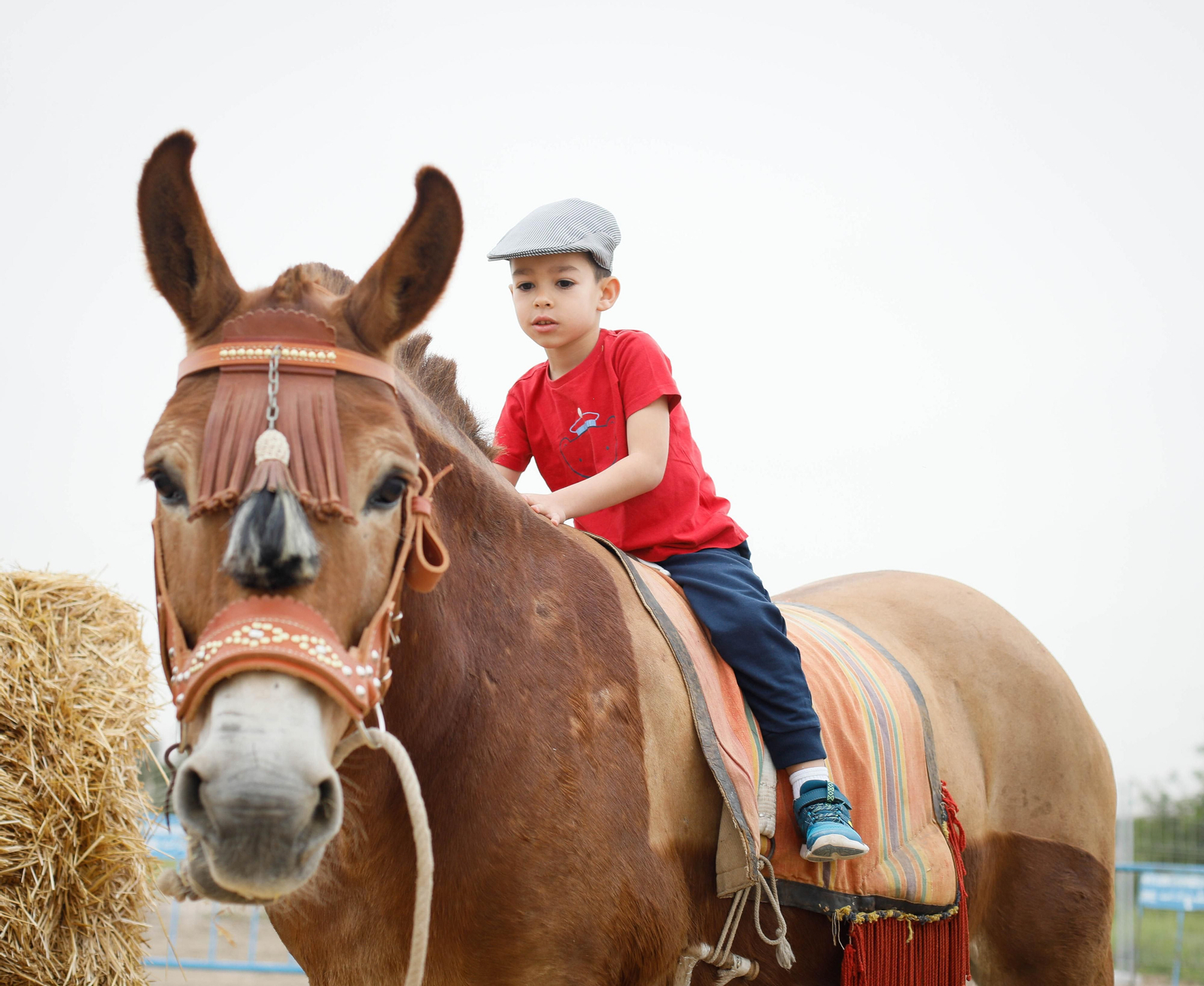 Galería de la Feria  de ganado en Tarambana