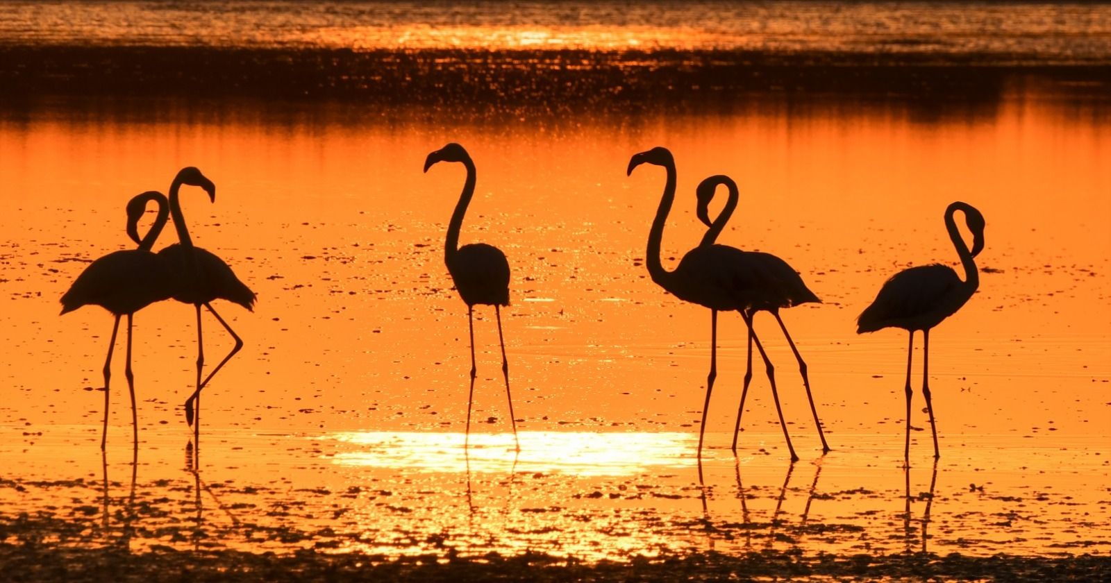 Los fotógrafos asistentes a Photo Nature podrán fotografiar los animales presentes en la Cañada de los Pájaros.