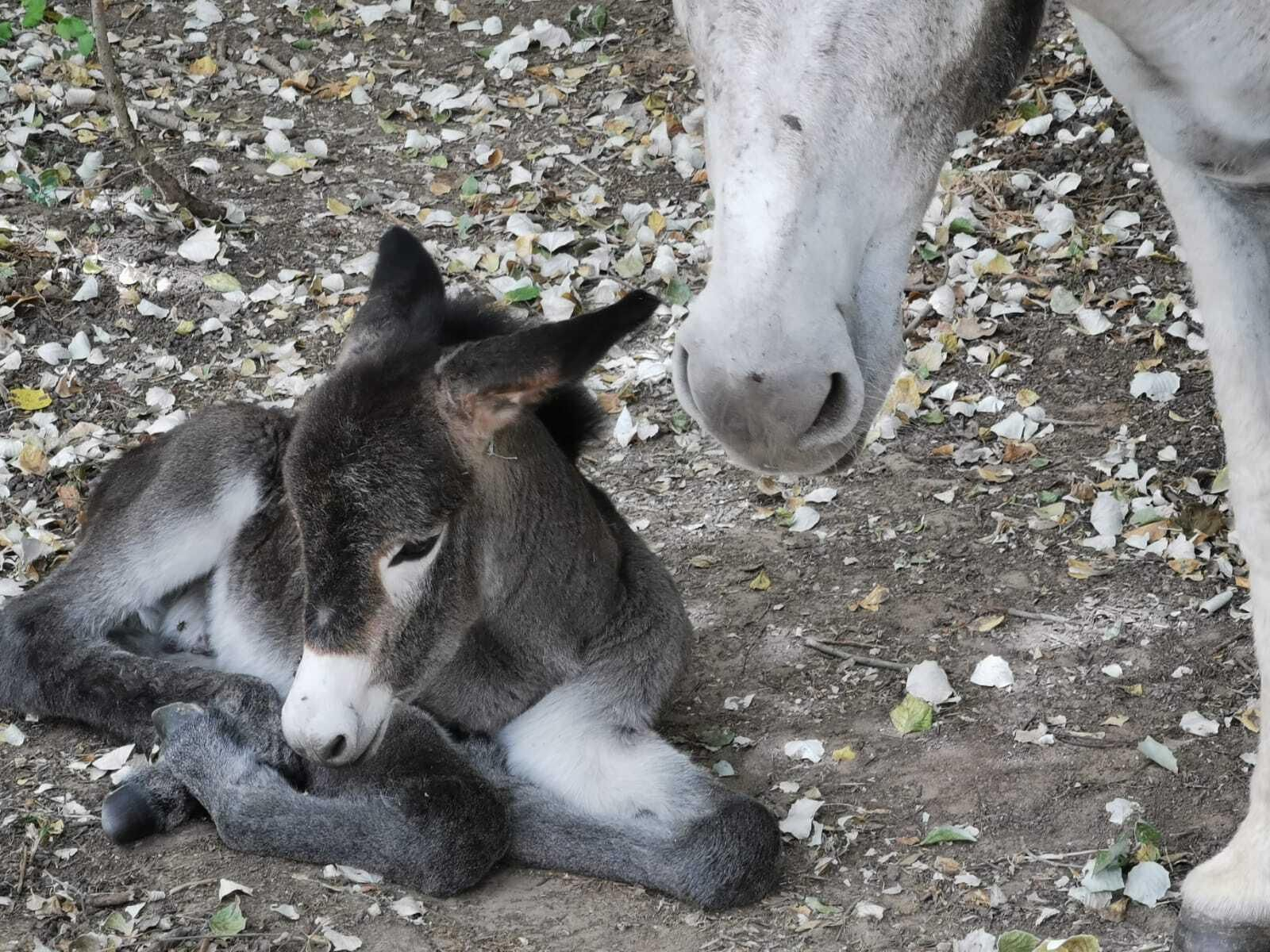 Pon un burrito en tu vida: un planazo en Huelva para disfrutar en familia